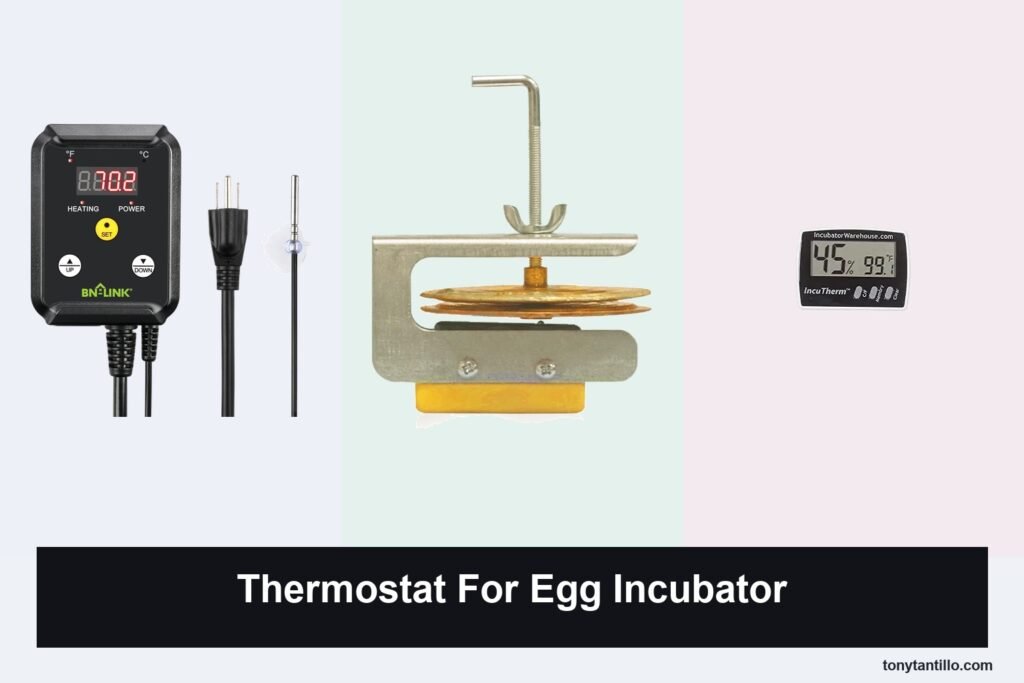 4 Best Thermostat for Egg Incubator Options in 2026